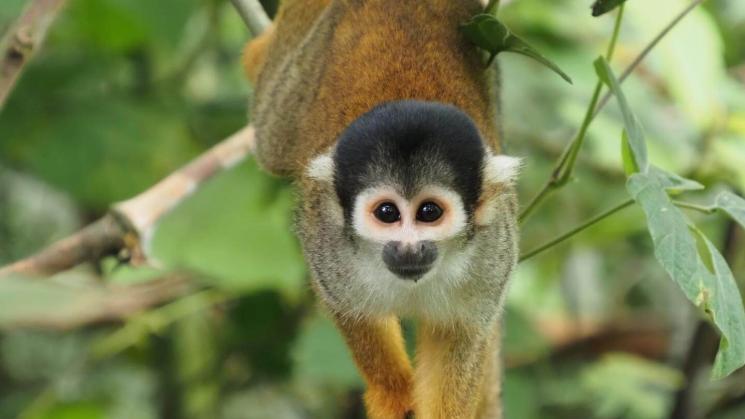 PRIMATES AMENAZADOS. Mono ardilla (Genus Saimiri), especie que habita en la Amazonía peruana.