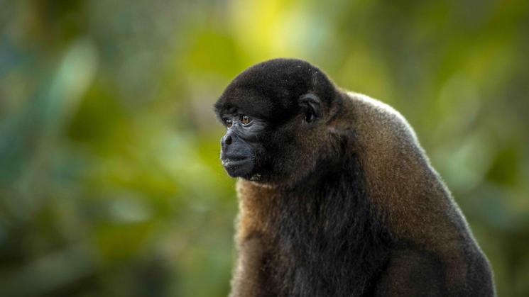 MONO CHORO. Debemos entender el tráfico de fauna silvestre no solo como un problema ambiental, sino como un problema que afecta a los animales y a las personas.
