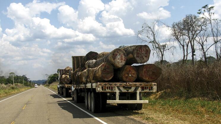 EXTRACCIÓN. Especies forestales vulnerables son extraídas de la Amazonía de manera ilegal.