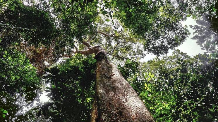 The rainforest of Latin America is threatened. Some political discourses try to ignore the impacts of climate change.