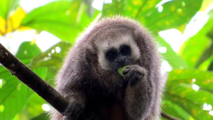 AMENAZADO. La destrucción de bosques en la Amazonía del Perú ha puesto en peligro de extinción al Mono Tocón. 