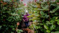 DEMANDA. Ecuador se convirtió en 2024 en el tercer exportador mundial de rosas, con más de 2 mil millones de unidades vendidas al año.