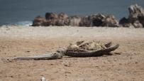 MUERTE. Además del deceso de fauna marina registradas en áreas protegidas, también se reportan cadáveres de pelícanos y otras especies en desembarcaderos y playas.