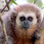 AMENAZADOS. "No podemos seguir mirando cómo perdemos nuestro patrimonio natural", dice César Ipenza. El mono tocón de San Martín es una de las especies más amenazadas en la Amazonía.