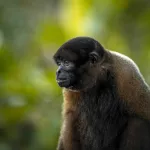 MONO CHORO. Debemos entender el tráfico de fauna silvestre no solo como un problema ambiental, sino como un problema que afecta a los animales y a las personas.