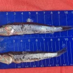 JUVENILES. De un total de 333.884 toneladas de anchoveta que se han extraído en los primeros 13 días de la temporada de pesca, 135.550 toneladas fueron juveniles. 