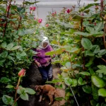 DEMANDA. Ecuador se convirtió en 2024 en el tercer exportador mundial de rosas, con más de 2 mil millones de unidades vendidas al año.