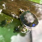 NEGOCIO. El mercado asiático es el pricipal destino de la fauna exportada por las hermanas Ferreyra.