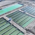 PISCIGRANJAS. En 2023, la empresa acuícola Hotan Yujianjianglai comenzó a criar bacalao, lubina y carpa en una piscifactoría de 13 acres, situada en el extremo sur del desierto de Taklamakán.