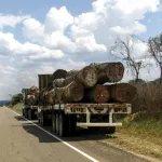 EXTRACCIÓN. Especies forestales vulnerables son extraídas de la Amazonía de manera ilegal.