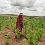 ORGÁNICA. Puno es productor líder en quinua orgánica, libre de pesticidas. Cada agricultor siembra unas tres hectáreas por temporada.