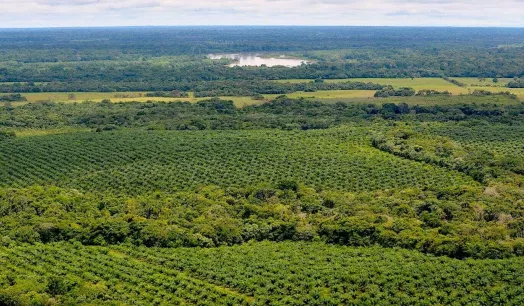 RÁPIDO CRECIMIENTO. La expansión de la palma como monocultivo, a costa de la deforestación, tiene impactos negativos sobre los ecosistemas.