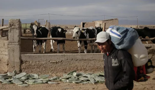 CRISIS. Desde octubre del 2020 el costo del alimento para el ganado subió progresivamente, lo que acentuó la crisis del sector.