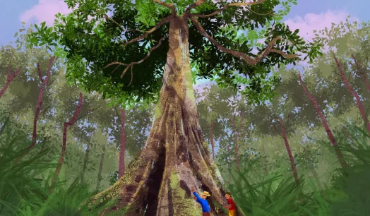 LONG-LIVED. For a shihuahuaco tree trunk to reach a diameter of one meter, it must take about 700 years, according to studies by the NGO Arbio. 
