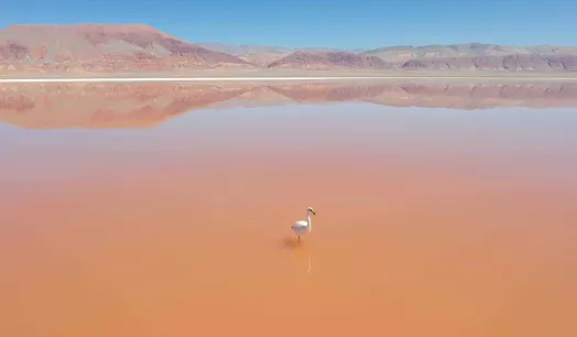 PELIGRO. La población de flamencos en el desierto de Atacama disminuyó en los últimos años.