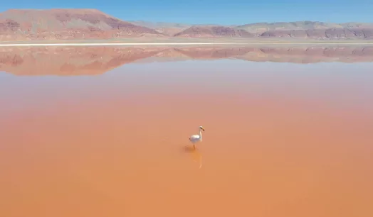 DANGER. The flamingo population in the Atacama desert has decreased in recent years.