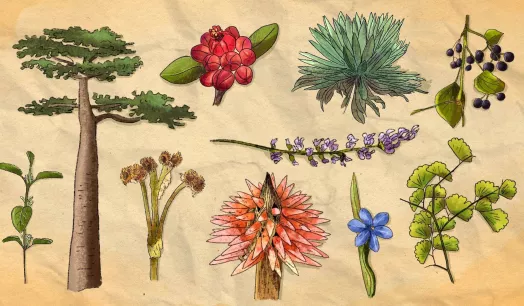 PIONERA. Si bien se creía que las zonas más diversas cuentan con más variedades de plantas usadas, un reciente estudio ha aportado evidencia científica para comprobarlo.