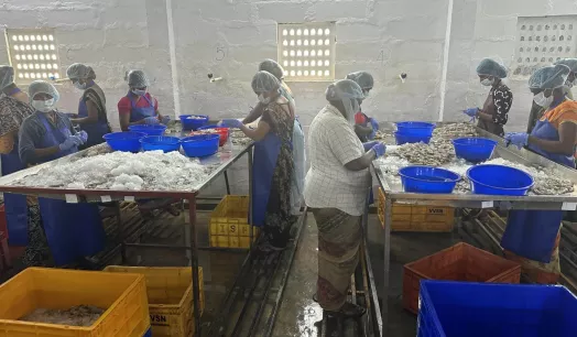 DETRÁS DE LA INDUSTRIA. En 2021, India exportó de casi la cuarta parte de todo el langostino que se vende al mundo.