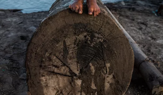 WORK. OjoPúblico team identifies that 55% of the timber traded by forest concessionaires in the Peruvian Amazon have high and very high risk indicators of being illegal.