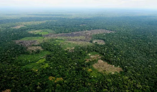 ADVANCE. In recent years, according to UNODC reports, coca leaf cultivation has increased in the Bolivian, Colombian and Peruvian Amazon.