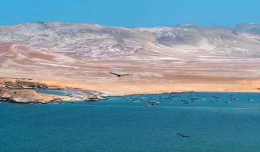 ECOSISTEMA. Once empresas investigadas por pesca ilegal en la Reserva Nacional de Paracas serían beneficiadas por multas en riesgo de prescribir.