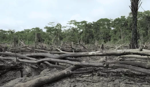 SALUD. La deforestación en la Amazonía está vinculada a 21 enfermedades. Venezuela, Surinam y Perú son los países más afectados por ellas.