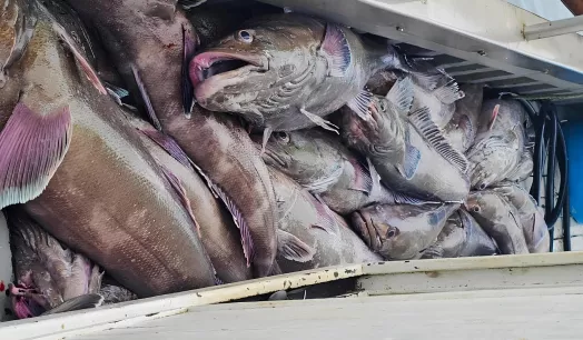 EXTRACCIÓN. Para 2026, Produce estableció que la cuota de captura de bacalao de profundidad es de 170 toneladas.