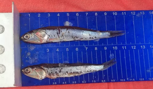 JUVENILES. De un total de 333.884 toneladas de anchoveta que se han extraído en los primeros 13 días de la temporada de pesca, 135.550 toneladas fueron juveniles. 