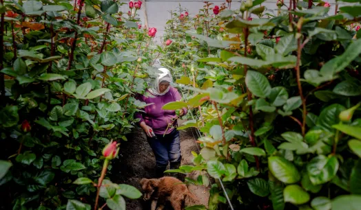 DEMANDA. Ecuador se convirtió en 2024 en el tercer exportador mundial de rosas, con más de 2 mil millones de unidades vendidas al año.