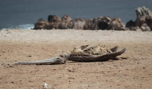 MUERTE. Además del deceso de fauna marina registradas en áreas protegidas, también se reportan cadáveres de pelícanos y otras especies en desembarcaderos y playas.
