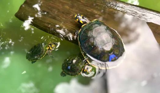 NEGOCIO. El mercado asiático es el pricipal destino de la fauna exportada por las hermanas Ferreyra.