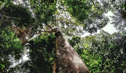 The rainforest of Latin America is threatened. Some political discourses try to ignore the impacts of climate change.