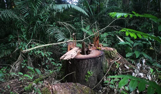 Timber from precious tree species in Ecuador is being illegally removed from natural protected natural areas