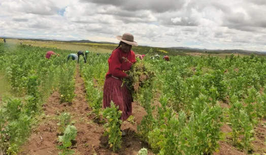ORGÁNICA. Puno es productor líder en quinua orgánica, libre de pesticidas. Cada agricultor siembra unas tres hectáreas por temporada.