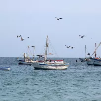 BIODIVERSO El mar de Piura y Tumbes concentra una gran variedad de peces, tortugas, ballenas y otras especies marinas. 