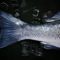 ALERTA. La investigación encontró microplásticos en todas las cinco especies analizadas.