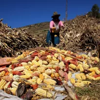EJE CENTRAL. La segunda reforma agraria se centra en reflotar la agricultura familiar en el país. 
