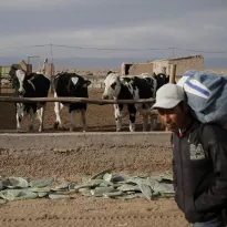 CRISIS. Desde octubre del 2020 el costo del alimento para el ganado subió progresivamente, lo que acentuó la crisis del sector.