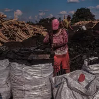 SIN ETIQUETADO. Las marcas no brindan detalles sobre la procedencia de las especies forestales o la sostenibilidad del producto que comercializan. 
