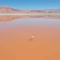 DANGER. The flamingo population in the Atacama desert has decreased in recent years.