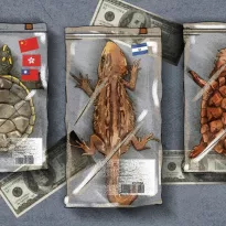 SALIDAS. Entre 2014 y 2023, las tortugas representaron más del 70% de todas las exportaciones de fauna peruana.