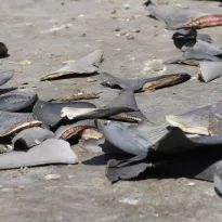 IRREGULARES. El accionar de los funcionarios permitió que se exporten aletas de tiburón por más de USD 883.000. Su procedencia legal no estaba sustentada.