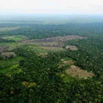 AVANCE. En los últimos años, según los reportes de la Unodc, los cultivos de hoja de coca han aumentado en la Amazonía de Bolivia, Colombia y Perú.
