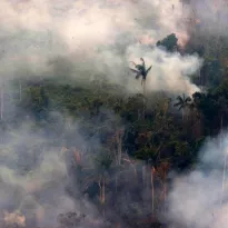 Pese a que incendios forestales se hacen más recurrentes, el país no cuenta con un plan multisectorial para prevenirlos.