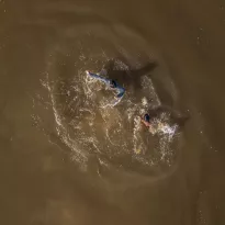 ALERTA. Un estudio reveló que casi el 80% de 273 personas del Nanay tienen un riesgo medio y alto de exposición al mercurio por el consumo de pescado que concentra este metal.
