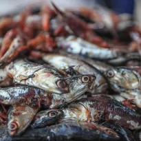 IRREGULAR. Los casos están vinculados a un presunto favorecimiento para empresas que pescaron más anchoveta juvenil que la declarada.