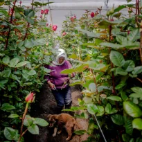DEMANDA. Ecuador se convirtió en 2024 en el tercer exportador mundial de rosas, con más de 2 mil millones de unidades vendidas al año.