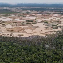 LA PAMPA.  Perú es uno de los mayores productores de oro del mundo de origen ilegal, como el que procede de La Pampa, en Madre de Dios.