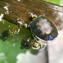 NEGOCIO. El mercado asiático es el pricipal destino de la fauna exportada por las hermanas Ferreyra.