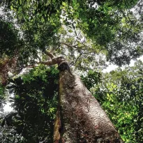 The rainforest of Latin America is threatened. Some political discourses try to ignore the impacts of climate change.